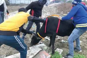 बेसहारा गोवंश के गले में बांधी रिफ्लेक्टर पट्टी
