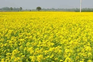 कैसे करें सरसों की फसल की देखभाल