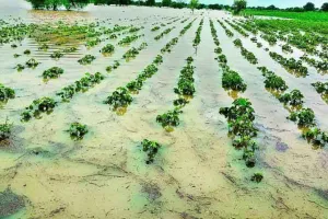 बारिश, जलभराव से खराब फसलों के लिये 561.11 करोड़ रुपये मंजूर