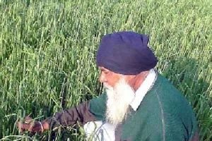 किसानों के अरमानों पर मौसम की मार, फसलें बर्बाद