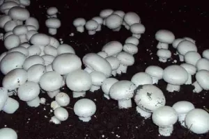 घर पर ही मशरूम की खेती कर अनिता बनी आत्मनिर्भर
