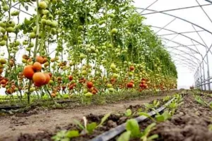 बागवानी करने वाले किसानों के लिए सरकार का तोहफा