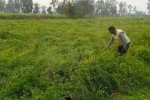 बारिश से पंजाब में आलू की फसल को भारी नुक्सान