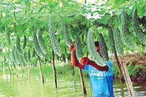 करेला: औषधीय गुणों से भरपूर, किसान मुनाफा भी कमाए खूब