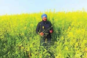 फरीदकोट में बढ़ी सरसों की काश्त, मौसम भी अनुकूल