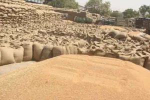 हरियाणा में एक अप्रैल से होगी गेहूं की खरीद