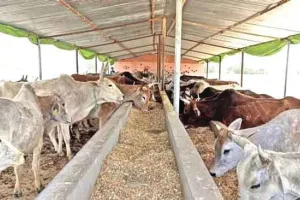 154 गौशालाओं पर तूड़ी का संकट, गोवंश का पेट भरना हुआ मुश्किल