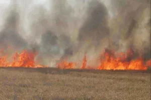अचानक आग लगने से 60 एकड़ फसल जलकर खाक