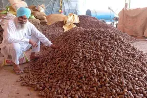 हल्दी की खेती कर मोटा मुनाफा कमा रहा किसान जसवीर सिंह