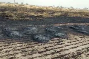 खेतों में खड़ी 48 एकड़ गेहूं की फसल जलकर राख