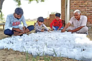 आसमान से बरस रही आग से फसल बचाने में जुटे किसान, अपना रहे देसी तरीका