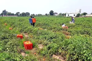 टमाटर का मिलने लगा अच्छा भाव उत्पादक किसानों के खिले चेहरे
