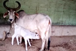 किसानों को देसी गाय की खरीद पर मिलेगा 25 हजार रुपए का अनुदान