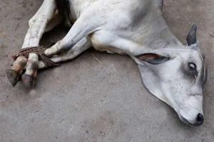 भरतपुर जिले में सात गायों के मिले शव