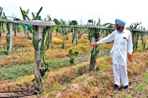ड्रैगन फ्रूट की काश्त से 90 फीसदी पानी बचाकर भी अच्छा मुनाफा कमा रहा किसान हरबंत सिंह