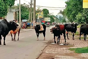 सड़कों पर घूम रहे बेसहारा पशु दे रहे हादसों को निमंत्रण
