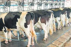 ब्राजील के सहयोग से हिसार में सुधारी जाएगी पशुओं की नस्ल