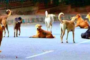 दु:खद: मूक बधिर बच्ची पर 12 कुत्तों का हमला, 24 घंटे में जिंदगी की जंग हार गई गुंजन