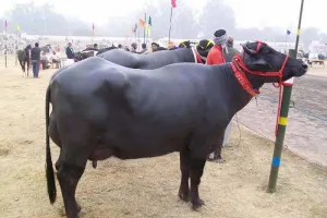मुर्रा भैस का फैन हुआ ब्राजील