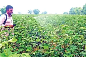 नरमे पर सफेद मच्छर व तेले का प्रकोप