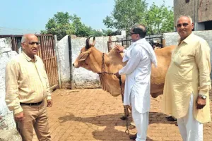 राजस्थान के 5 जिलों में प्रतिदिन मर रही 100 से अधिक गाय