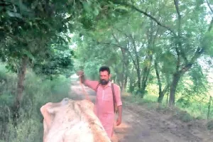 हरियाणा के जाखल के गांवों में लंपी ने दी दस्तक , डेरा सच्चा सौदा के प्रेमियों ने किया उपचार