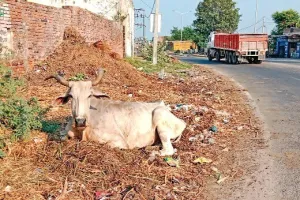 Lumpy Skin : फिरोजपुर में 4951 पशु हुए बीमारी का शिकार, 278 पशुओं की हुई मौत