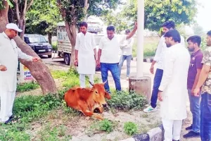 लंपी स्किन बीमारी: गौवंश बचाने के लिए आगे आई वेल्फेयर सोसायटी