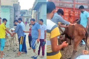 डेरा श्रद्धालुओं ने की लंपी स्किन से बचाव हेतु गायों की सार-संभाल