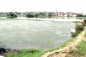 हनुमानगढ़ शहर : बरसाती पानी में डूबी सिंघाड़े की फसल, लाखों के नुकसान की आशंका