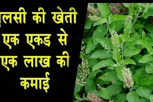 तुलसी की खेती करके खुब कमा रहे बुंदेलखंड के किसान