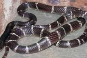 Snake Bite: सांप के काटने से बीए की छात्रा की मौत