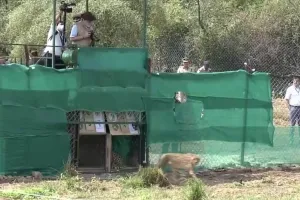 Narendra Modi ने नामीबिया से लाए गए चीतों को कूनो राष्ट्रीय उद्यान में छोड़ा