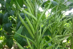 ग्वार की पछेती फसल को झुलसा रोग से बचाए किसान: डॉ.सैनी