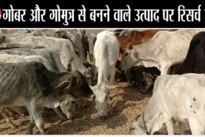 सड़कों पर घूमने वाली गऊओं के लिए बनेगा ‘गोवन’