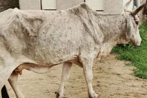 लंपी बीमारी से तड़प रहे पशु, इलाज के लिए चिकित्सकों का टोटा