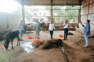 गौवंशों पर किया औषधीय युक्त घोल का छिड़काव