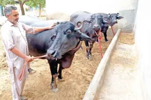 ‘मुर्राह’ ने बनाया किसान नेमपाल सिंह को लखपति