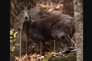 ग्रेट हिमालयन नेशनल पार्क में जल्द होगी कस्तूरी मृग की गणना