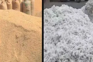 किसानों के लिए मुनाफे का सौदा बन रही 1509 धान और कपास