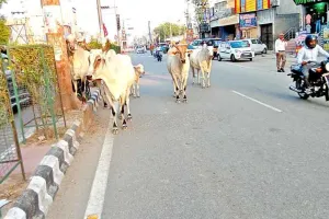 चलती फिरती मौत, सड़कों पर घुमने वाले आवारा पशु