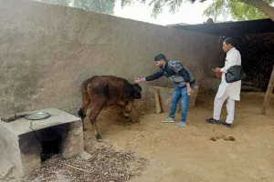 लंपी स्किन से बचाव हेतु गो-जातिय पशुओं को टीकाकरण जरूरी