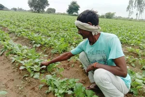 हे! भगवान अब तो रहम कर…बरसात से फसल बर्बाद