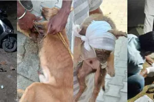 अगले सप्ताह से गौवंश के गले में डाली जाएगी रेडियम बैल्ट