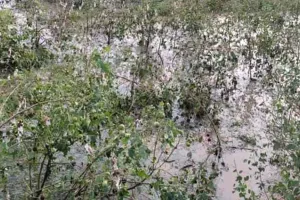 मानसून की विदाई के बाद हुई बरसात से फसलों में भारी खराब