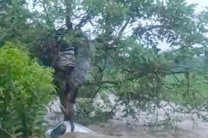 कपल ने पेड़ पर चढ़कर बचाई जान, जानें क्या है मामला