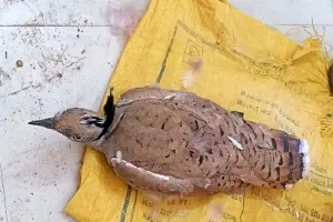 सरहद से आया संदिग्ध पक्षी, पंजों में लगा है टैग