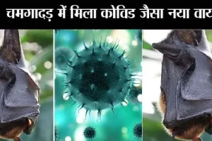 चिंताजनक: चमगादड़ में मिला कोविड जैसा नया वायरस, लोगों में फैला तो मच सकती है तबाही