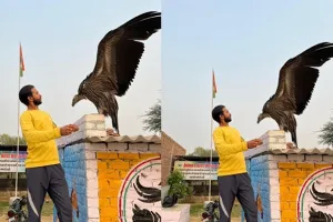 सरसा में देखा गया हिमालयन ग्रिफन वल्चर नस्ल का गिद्ध