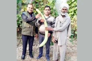 घीया उगाकर हजारों रुपए कमा रहा किसान वीरभान